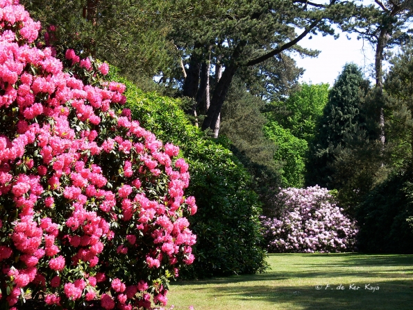 Bois des Moutiers (276) Mai 2012